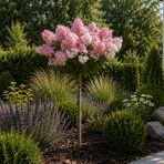 Hortenzia metlinatá (Hydrangea paniculata) ´GROUNDBREAKER® BLUSH´ by LIVING CREATIONS®´ - výška 60-70 cm, kont. C3L - NA KMIENKU